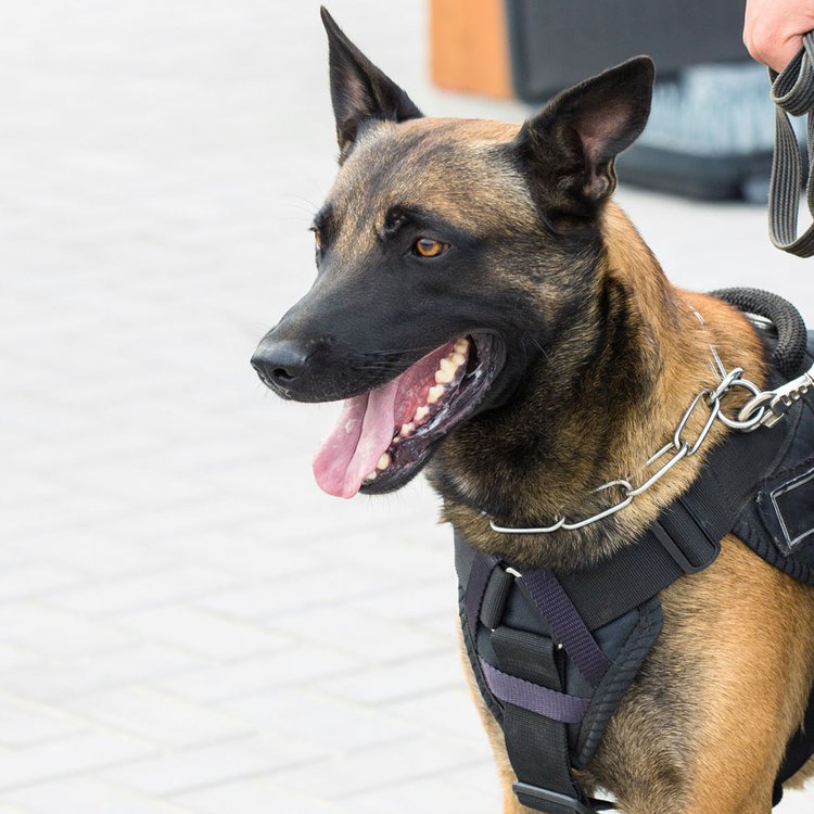 k9-right